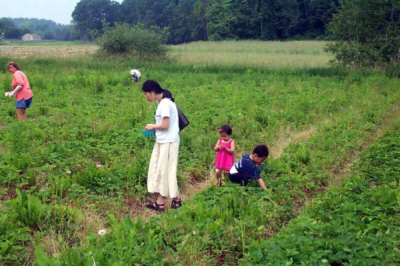 Picking Strawberry